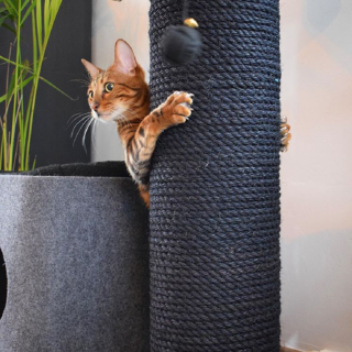kat hangt in zwarte sisalpaal