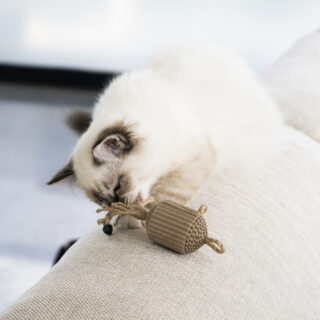 kat speelt met kartonnen kattenspeeltje
