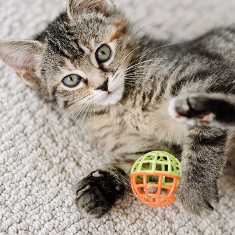 kitten met speelballetje