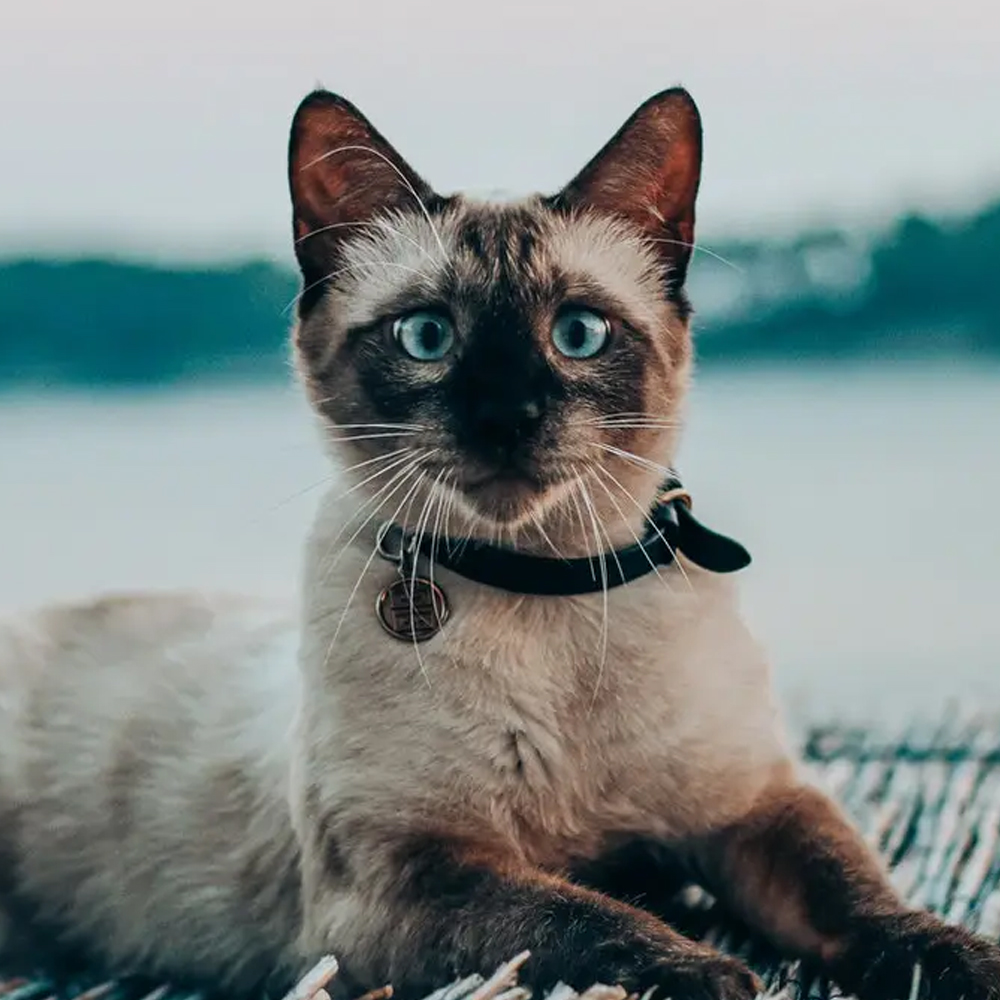 siamese kat met zwarte halsband kijkt in camera