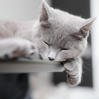 Relaxbundel